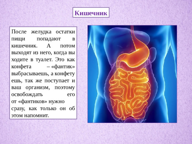 Кишечник После желудка остатки пищи попадают в кишечник. А потом выходят из него, когда вы ходите в туалет. Это как конфета – «фантик» выбрасываешь, а конфету ешь, так же поступает и ваш организм, поэтому освобождать его от «фантиков» нужно сразу, как только он об этом напомнит.