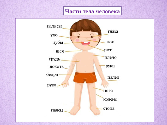Части тела человека