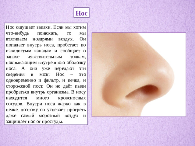 Нос Нос ощущает запахи. Если мы хотим что-нибудь понюхать, то мы втягиваем ноздрями воздух. Он попадает внутрь носа, пробегает по извилистым каналам и сообщает о запахе чувствительным точкам, покрывающим внутреннюю оболочку носа. А они уже передают эти сведения в мозг. Нос – это одновременно и фильтр, и печка, и сторожевой пост. Он не даёт пыли пробраться внутрь организма. В носу находится много кровеносных сосудов. Внутри носа жарко как в печке, поэтому он успевает прогреть даже самый морозный воздух и защищает нас от простуды.