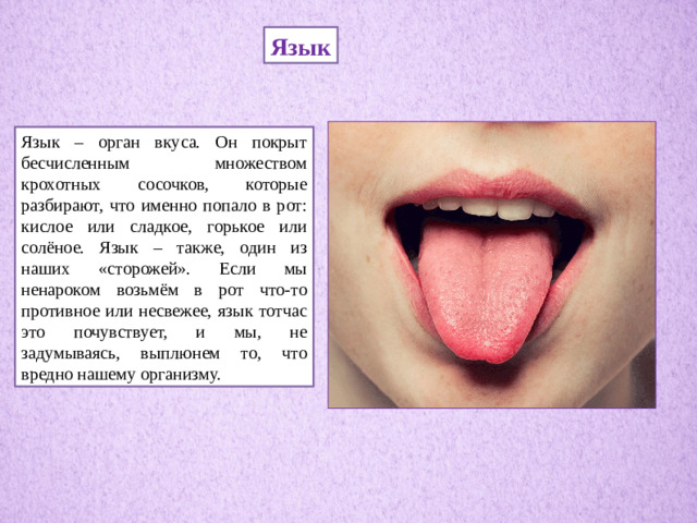 Язык Язык – орган вкуса. Он покрыт бесчисленным множеством крохотных сосочков, которые разбирают, что именно попало в рот: кислое или сладкое, горькое или солёное. Язык – также, один из наших «сторожей». Если мы ненароком возьмём в рот что-то противное или несвежее, язык тотчас это почувствует, и мы, не задумываясь, выплюнем то, что вредно нашему организму.