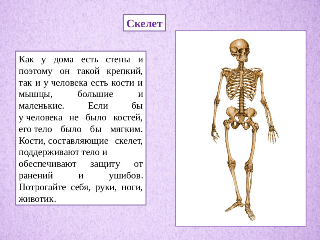 Скелет Как у дома есть стены и поэтому он такой крепкий, так и у человека есть кости и мышцы, большие и маленькие. Eсли бы у человека не было костей, его тело было бы мягким. Кости, составляющие скелет, поддерживают тело и обеспечивают защиту от ранений и ушибов. Потрогайте себя, руки, ноги, животик.