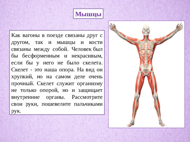 Мышцы Как вагоны в поезде связаны друг с другом, так и мышцы и кости связаны между собой. Человек был бы бесформенным и некрасивым, если бы у него не было скелета. Скелет - это наша опора. На вид он хрупкий, но на самом деле очень прочный. Скелет служит организму не только опорой, но и защищает внутренние органы. Рассмотрите свои руки, пошевелите пальчиками рук.