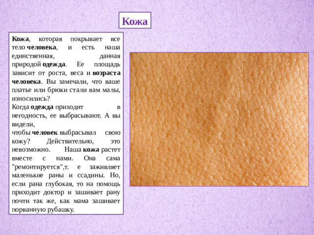 Кожа Кожа , которая покрывает все тело человека , и есть наша единственная, данная природой одежда . Ее площадь зависит от роста, веса и возраста человека . Вы замечали, что ваше платье или брюки стали вам малы, износились? Когда одежда приходит в негодность, ее выбрасывают. А вы видели, чтобы человек выбрасывал свою кожу? Действительно, это невозможно. Наша кожа растет вместе с нами. Она сама