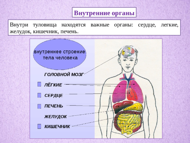 Внутренние органы Внутри туловища находятся важные органы: сердце, легкие, желудок, кишечник, печень.