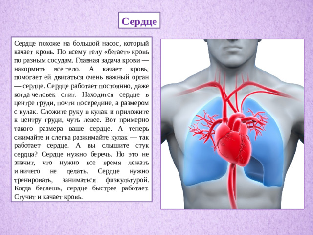 Сердце Сердце похоже на большой насос, который качает кровь. По всему телу «бегает» кровь по разным сосудам. Главная задача крови — накормить все тело. А качает кровь, помогает ей двигаться очень важный орган — сердце. Сердце работает постоянно, даже когда человек спит. Находится сердце в центре груди, почти посередине, а размером с кулак. Сложите руку в кулак и приложите к центру груди, чуть левее. Вот примерно такого размера ваше сердце. А теперь сжимайте и слегка разжимайте кулак — так работает сердце. А вы слышите стук сердца? Сердце нужно беречь. Но это не значит, что нужно все время лежать и ничего не делать. Сердце нужно тренировать, заниматься физкультурой. Когда бегаешь, сердце быстрее работает. Стучит и качает кровь.