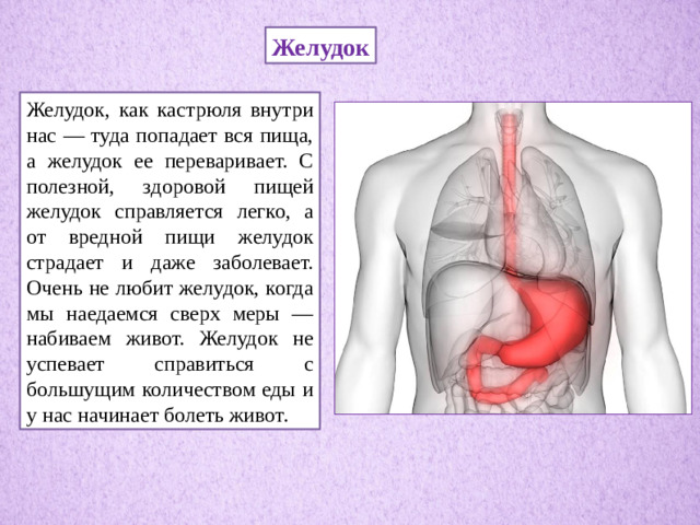 Желудок Желудок, как кастрюля внутри нас — туда попадает вся пища, а желудок ее переваривает. С полезной, здоровой пищей желудок справляется легко, а от вредной пищи желудок страдает и даже заболевает. Очень не любит желудок, когда мы наедаемся сверх меры — набиваем живот. Желудок не успевает справиться с большущим количеством еды и у нас начинает болеть живот.