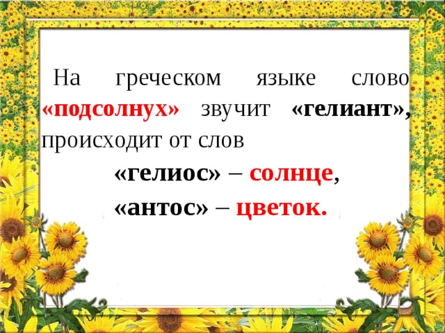 На греческом языке слово «подсолнух» звучит «гелиант», происходит от слов  «гелиос» – солнце ,  «антос» – цветок.