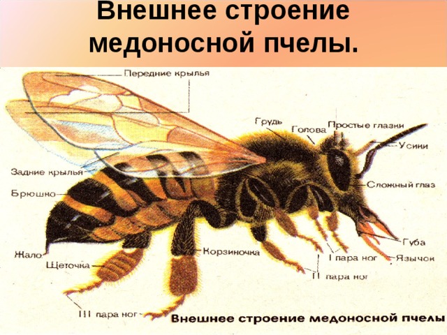 Превращение пчелы медоносной. Строение пчелы медоносной. Внешнее строение медоносной пчелы. Строение пчелы зобик. Пчела строение тела.