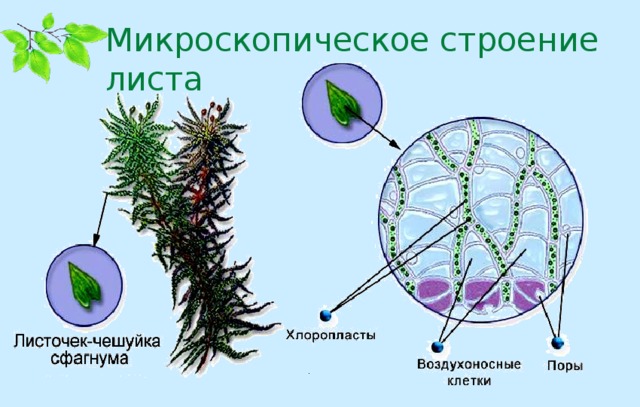 Микроскопическое строение листа