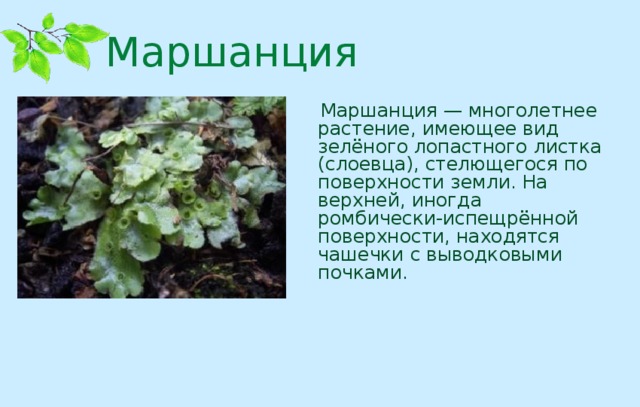 Маршанция  Маршанция — многолетнее растение, имеющее вид зелёного лопастного листка (слоевца), стелющегося по поверхности земли. На верхней, иногда ромбически-испещрённой поверхности, находятся чашечки с выводковыми почками.