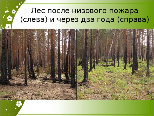 Лес после низового пожара (слева) и через два года (справа)