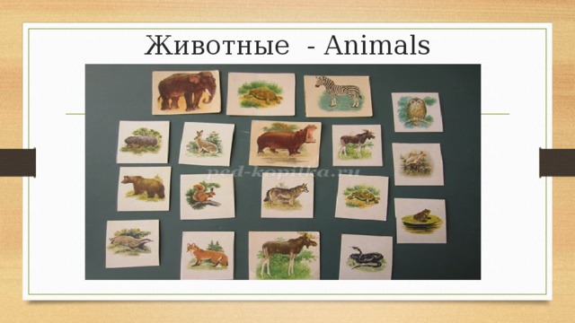 Животные - Animals