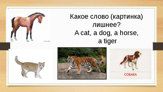 Какое слово (картинка) лишнее? A cat, a dog, a horse,  a tiger
