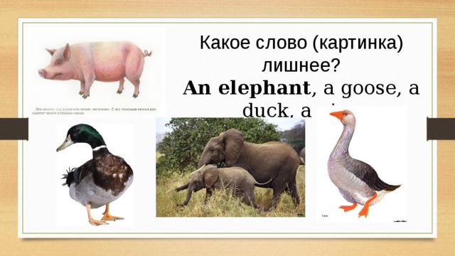 Какое слово (картинка) лишнее? An elephant , a goose, a duck, a pig.  