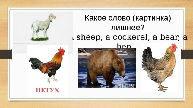 Какое слово (картинка) лишнее? A sheep, a cockerel, a bear, a hen.  