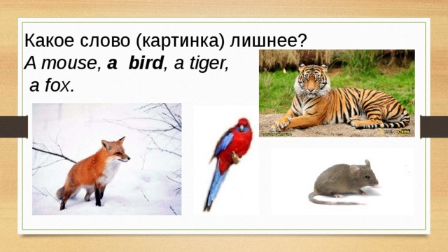 Какое слово (картинка) лишнее? A mouse,  a bird , a tiger,  a fox.