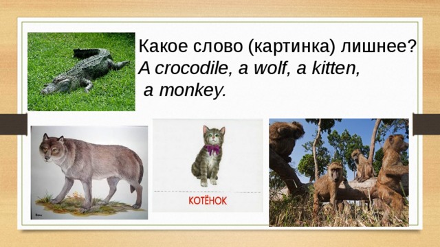 Какое слово (картинка) лишнее? A crocodile, a wolf, a kitten,  a monkey.