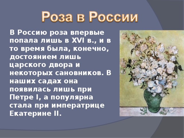 В Россию роза впервые попала лишь в XVI в., и в то время была, конечно, достоянием лишь царского двора и некоторых сановников. В наших садах она появилась лишь при Петре I, а популярна стала при императрице Екатерине II.