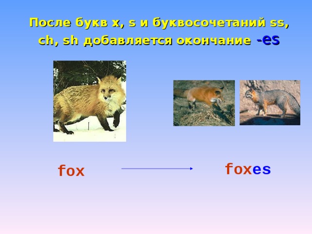 После букв x, s и буквосочетаний ss, ch, sh добавляется окончание  - es       fox      fox es