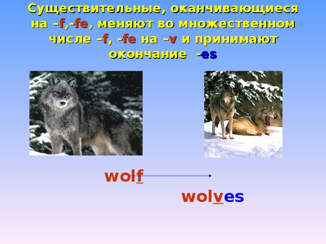 Существительные, оканчивающиеся на – f , - fe , меняют во множественном числе – f , - fe на – v  и принимают окончание - es       wol f        wol v es