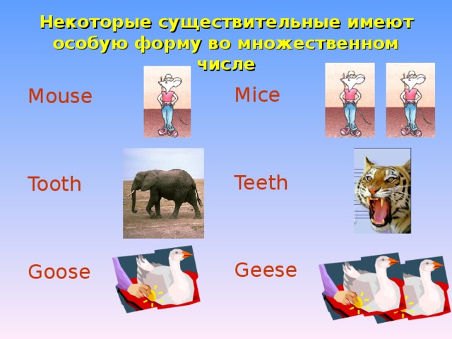 Некоторые существительные имеют особую форму во множественном числе Mice Teeth Geese Mouse Tooth Goose