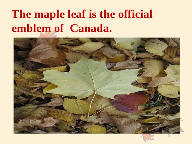 The maple leaf is the official emblem of Canada.
