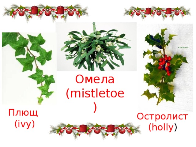 Омела (mistletoe ) Плющ (ivy) Остролист (holly )