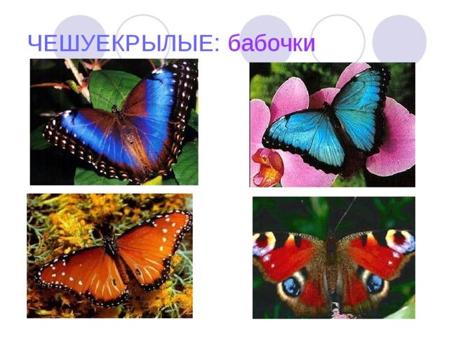 ЧЕШУЕКРЫЛЫЕ: бабочки