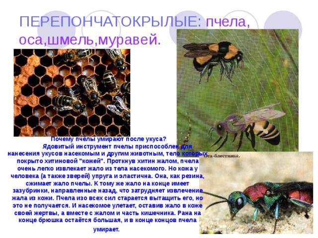 ПЕРЕПОНЧАТОКРЫЛЫЕ:  пчела,  оса,шмель,муравей.   Почему пчёлы умирают после укуса?             Я довитый инструмент пчелы приспособлен для нанесения укусов насекомым и другим животным, тело которых покрыто хитиновой 