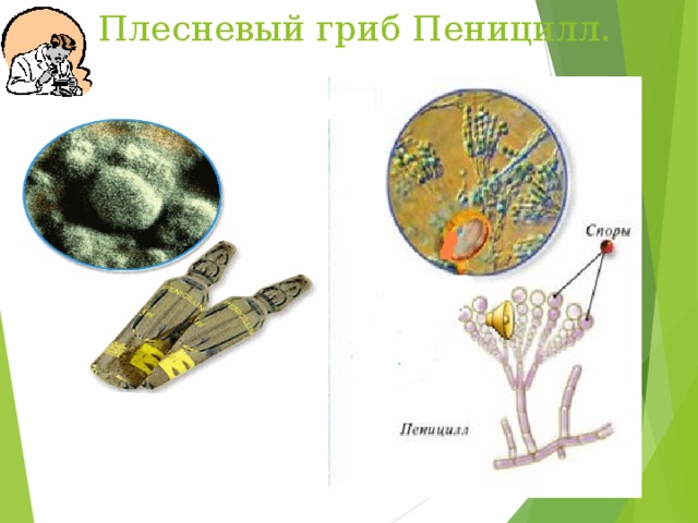 Какое значение гриба пеницилла в жизни человека. Пеницилл формула. Плесневый гриб пеницилл. Пеницилл и бактерии. Цикл развития пеницилла.