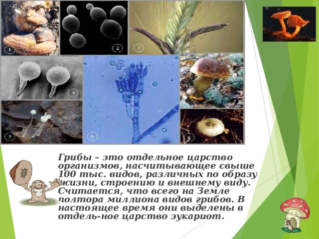 Грибы  – это отдельное царство организмов, насчитывающее свыше 100 тыс. видов, различных по образу жизни, строению и внешнему виду. Считается, что всего на Земле полтора миллиона видов грибов. В настоящее время они выделены в отдель-ное царство эукариот.