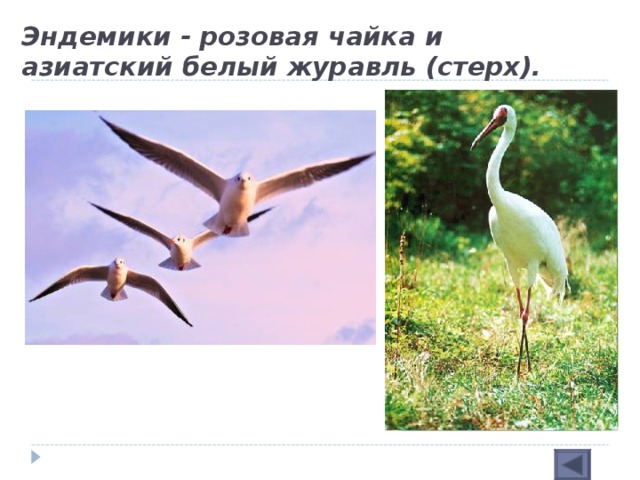 Эндемики - розовая чайка и азиатский белый журавль (стерх).