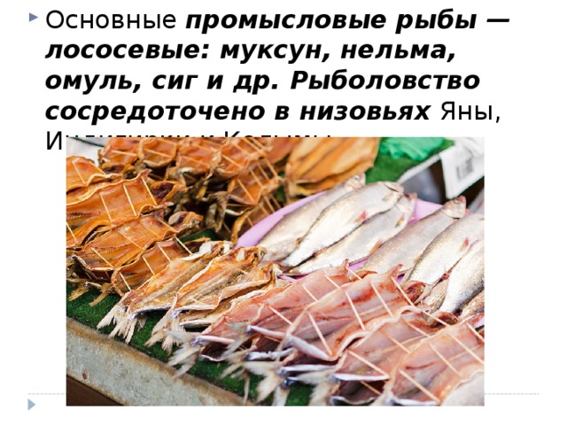 Основные промысловые рыбы — лососевые: муксун, нельма, омуль, сиг и др. Рыболовство сосредоточено в низовьях Яны, Индигирки и Колымы.