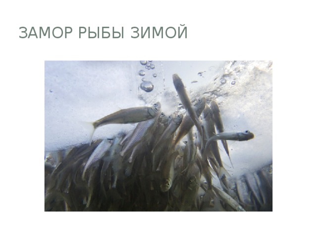 Замор рыбы зимой