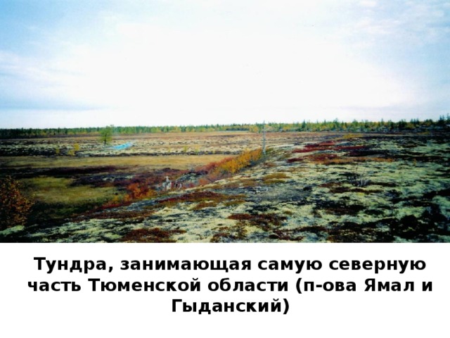 Тундра, занимающая самую северную часть Тюменской области (п-ова Ямал и Гыданский)