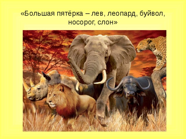 «Большая пятёрка – лев, леопард, буйвол, носорог, слон»