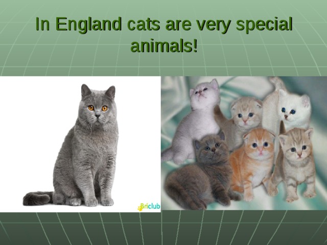 In England cats are very special animals!