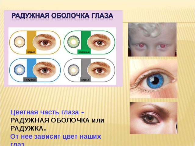 Цветная  часть глаза -   РАДУЖНАЯ ОБОЛОЧКА или РАДУЖКА .  От нее зависит цвет наших глаз