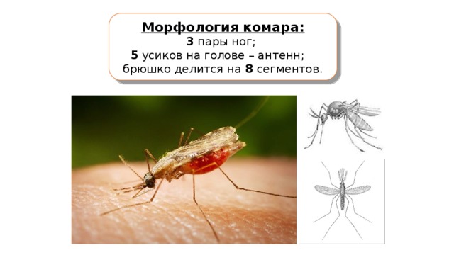 Морфология комара: 3 пары ног; 5 усиков на голове – антенн; брюшко делится на 8 сегментов.