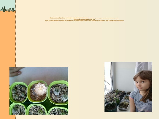 Гипотеза моей работы : выращивание кактусов возмо жно  в домашних условиях, при создании благоприятных условий.   Объект исследования : кактусы.   Цель исследования : изучить возможность выращивания кактусов в домашних условиях, без специальных навыков.