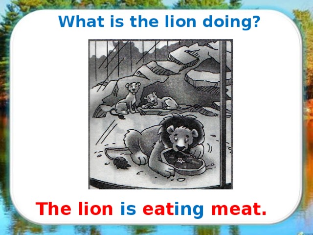 What is the lion doing? The lion is eat ing meat.