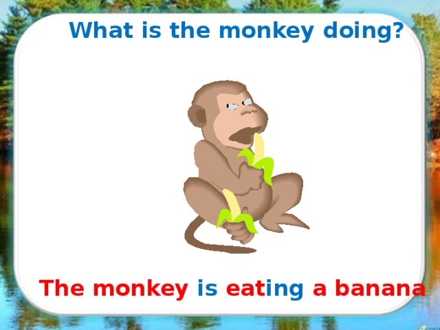 What is the monkey doing? The monkey is eat ing a banana