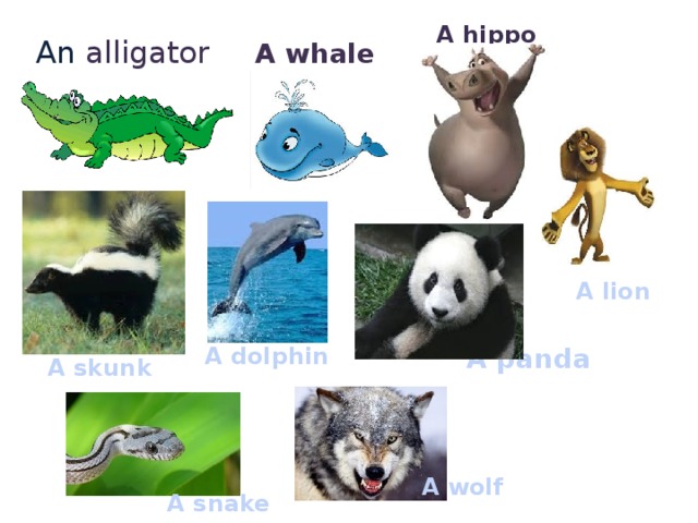 A hippo An alligator A whale A lion A panda A dolphin A skunk A wolf A snake