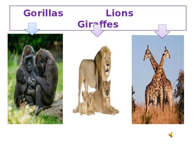 Gorillas Lions Giraffes
