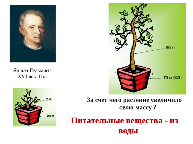 Ян ван Гельмонт  XVI век. Гол. За счет чего растение увеличило свою массу ?  Питательные вещества - из воды