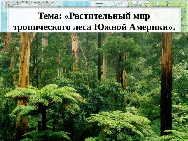 Тема: « Растительный мир тропического леса Южной Америки».