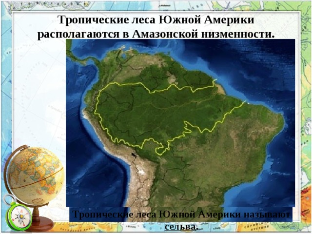 Тропические леса Южной Америки располагаются в Амазонской низменности. Тропические леса Южной Америки называют сельва .