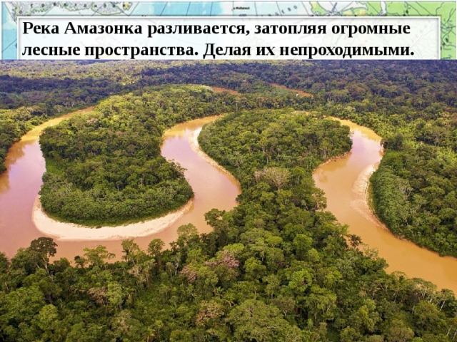 Река Амазонка разливается, затопляя огромные лесные пространства. Делая их непроходимыми.