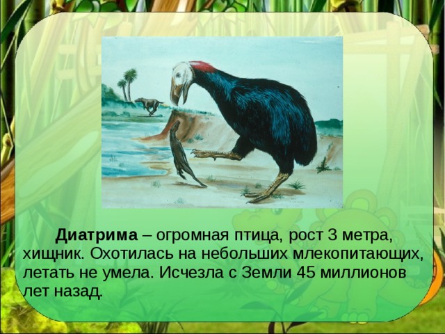 Диатрима – огромная птица, рост 3 метра, хищник. Охотилась на небольших млекопитающих, летать не умела. Исчезла с Земли 45 миллионов лет назад.