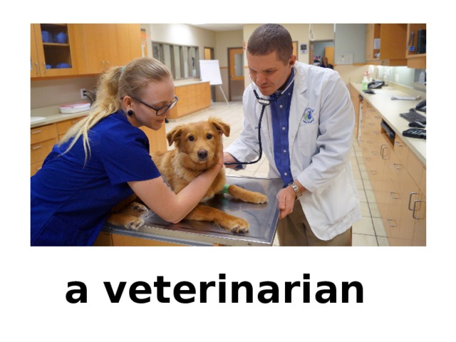 a veterinarian
